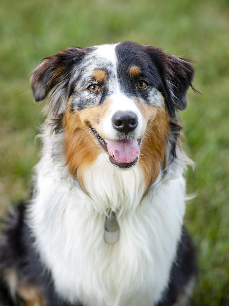 17) Australian Shepherd 1) Dachshund, 2) Shiba Inu, 3) Golden Retriever, 4) Pembroke Welsh Corgi, 5) Pomeranian, 6) Siberian Husky, 7) Samoyed, 8) Toy Poodle, 9) Papillon, 10) Bichon Frisé, 11) Newfoundland, 12) Chow-chow, 13) Maltipoo, 14) Border Collie, 16) Shih Tzu, 17) Australian Shepherd, 18) American Staffordshire Terrier, 19) Beagle, 20) Shetland Sheepdog, 21) Yorkshire Terrier, 22) French Bulldog, 23) English Setter, 24) Bernese Mountain Dog, 25) Dalmatian, 27) Cairn Terrier, 29) Soft Coated Wheaten Terrier, 30) Welsh Springer Spaniel, 31) Cocker Spaniel, 32) Brittany, 33) Basenji, 34) Bearded Collie, 35) Great Dane