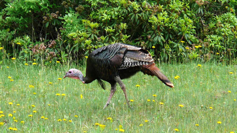 Understanding Wild Turkey Habitat Preferences, Prime Locations in the Eastern United States, Western Turkey Spotting Opportunities, Midwestern Turkey Territories, Southern Turkey Hotspots, Urban and Suburban Turkey Encounters, Seasonal Considerations for Turkey Spotting, Public Lands Access for Turkey Viewing, Turkey Spotting Techniques and Tips, Ethical Considerations When Viewing Wild Turkeys, Conservation Success and Current Challenges