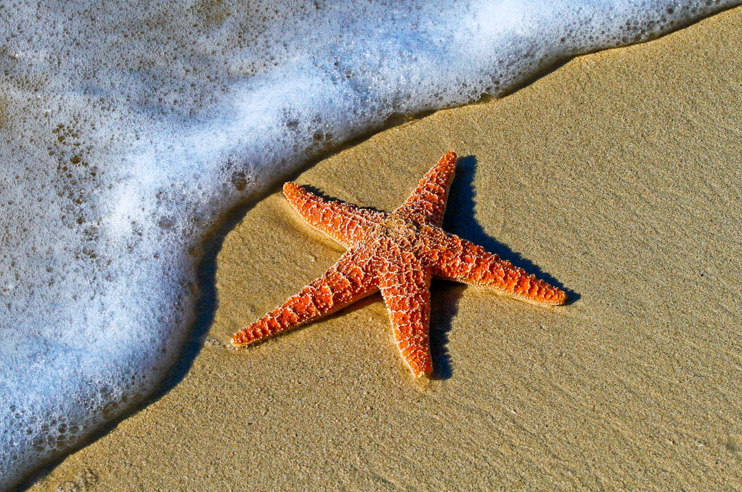 10. Sea Sponges, 9. Jellyfish, 8. Sea Stars, 7. Sea Urchins, 6. Corals, 5. Sea Cucumbers, 4. Clams, 3. Oysters, 2. Flatworms, 1. Hydra