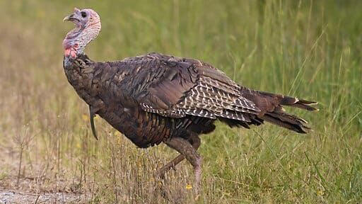 Understanding Wild Turkey Habitat Preferences, Prime Locations in the Eastern United States, Western Turkey Spotting Opportunities, Midwestern Turkey Territories, Southern Turkey Hotspots, Urban and Suburban Turkey Encounters, Seasonal Considerations for Turkey Spotting, Public Lands Access for Turkey Viewing, Turkey Spotting Techniques and Tips, Ethical Considerations When Viewing Wild Turkeys, Conservation Success and Current Challenges