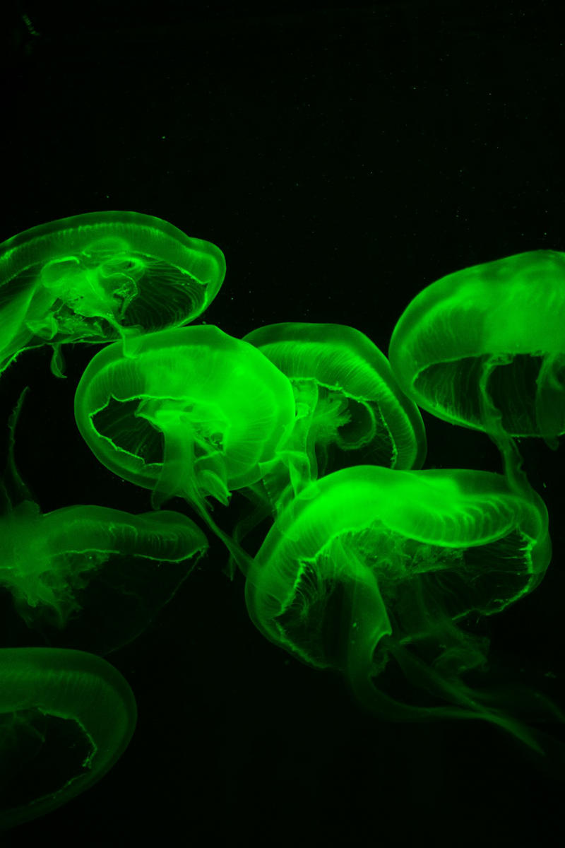 10. Sea Sponges, 9. Jellyfish, 8. Sea Stars, 7. Sea Urchins, 6. Corals, 5. Sea Cucumbers, 4. Clams, 3. Oysters, 2. Flatworms, 1. Hydra