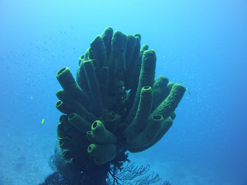 10. Sea Sponges, 9. Jellyfish, 8. Sea Stars, 7. Sea Urchins, 6. Corals, 5. Sea Cucumbers, 4. Clams, 3. Oysters, 2. Flatworms, 1. Hydra