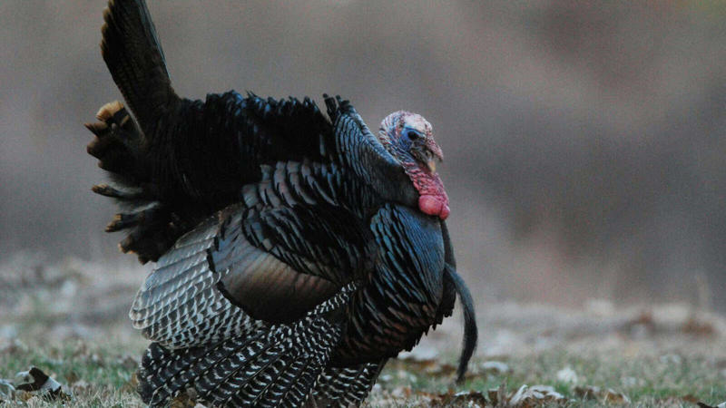 Understanding Wild Turkey Habitat Preferences, Prime Locations in the Eastern United States, Western Turkey Spotting Opportunities, Midwestern Turkey Territories, Southern Turkey Hotspots, Urban and Suburban Turkey Encounters, Seasonal Considerations for Turkey Spotting, Public Lands Access for Turkey Viewing, Turkey Spotting Techniques and Tips, Ethical Considerations When Viewing Wild Turkeys, Conservation Success and Current Challenges