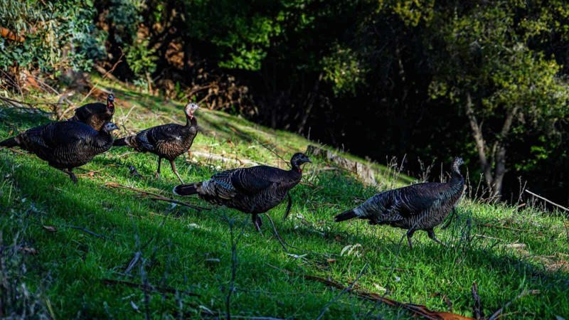 Understanding Wild Turkey Habitat Preferences, Prime Locations in the Eastern United States, Western Turkey Spotting Opportunities, Midwestern Turkey Territories, Southern Turkey Hotspots, Urban and Suburban Turkey Encounters, Seasonal Considerations for Turkey Spotting, Public Lands Access for Turkey Viewing, Turkey Spotting Techniques and Tips, Ethical Considerations When Viewing Wild Turkeys, Conservation Success and Current Challenges