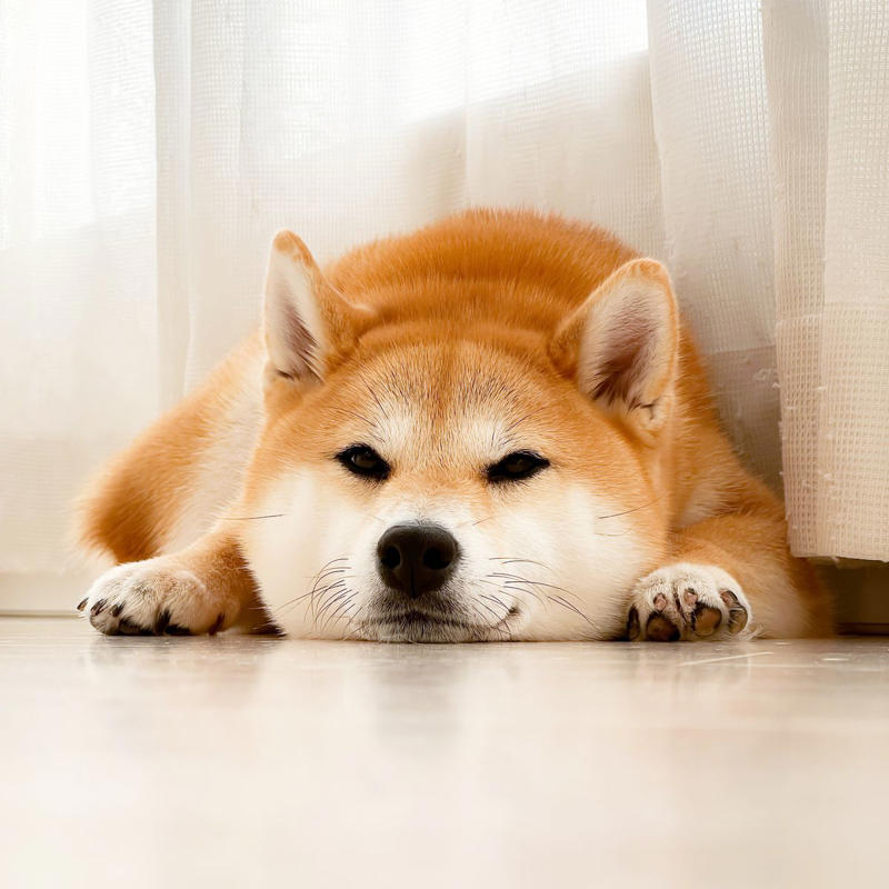 2) Shiba Inu 1) Dachshund, 2) Shiba Inu, 3) Golden Retriever, 4) Pembroke Welsh Corgi, 5) Pomeranian, 6) Siberian Husky, 7) Samoyed, 8) Toy Poodle, 9) Papillon, 10) Bichon Frisé, 11) Newfoundland, 12) Chow-chow, 13) Maltipoo, 14) Border Collie, 16) Shih Tzu, 17) Australian Shepherd, 18) American Staffordshire Terrier, 19) Beagle, 20) Shetland Sheepdog, 21) Yorkshire Terrier, 22) French Bulldog, 23) English Setter, 24) Bernese Mountain Dog, 25) Dalmatian, 27) Cairn Terrier, 29) Soft Coated Wheaten Terrier, 30) Welsh Springer Spaniel, 31) Cocker Spaniel, 32) Brittany, 33) Basenji, 34) Bearded Collie, 35) Great Dane