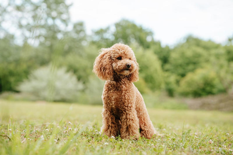 8) Toy Poodle 1) Dachshund, 2) Shiba Inu, 3) Golden Retriever, 4) Pembroke Welsh Corgi, 5) Pomeranian, 6) Siberian Husky, 7) Samoyed, 8) Toy Poodle, 9) Papillon, 10) Bichon Frisé, 11) Newfoundland, 12) Chow-chow, 13) Maltipoo, 14) Border Collie, 16) Shih Tzu, 17) Australian Shepherd, 18) American Staffordshire Terrier, 19) Beagle, 20) Shetland Sheepdog, 21) Yorkshire Terrier, 22) French Bulldog, 23) English Setter, 24) Bernese Mountain Dog, 25) Dalmatian, 27) Cairn Terrier, 29) Soft Coated Wheaten Terrier, 30) Welsh Springer Spaniel, 31) Cocker Spaniel, 32) Brittany, 33) Basenji, 34) Bearded Collie, 35) Great Dane