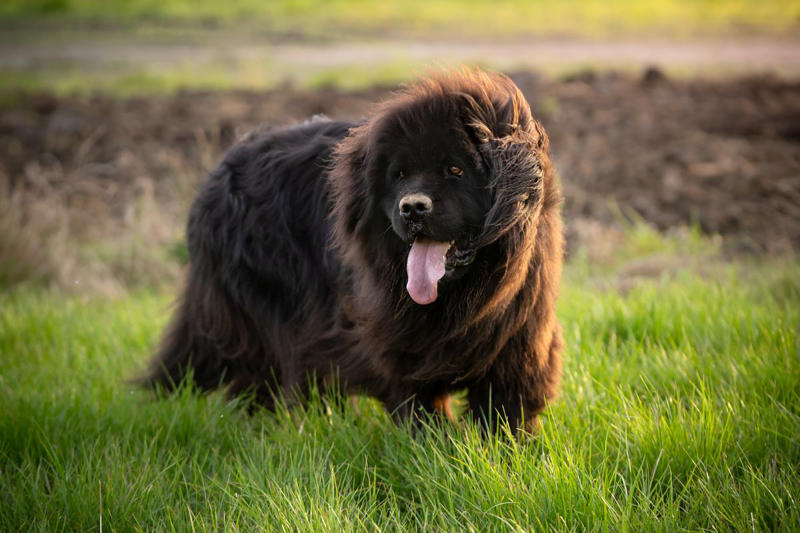 11) Newfoundland 1) Dachshund, 2) Shiba Inu, 3) Golden Retriever, 4) Pembroke Welsh Corgi, 5) Pomeranian, 6) Siberian Husky, 7) Samoyed, 8) Toy Poodle, 9) Papillon, 10) Bichon Frisé, 11) Newfoundland, 12) Chow-chow, 13) Maltipoo, 14) Border Collie, 16) Shih Tzu, 17) Australian Shepherd, 18) American Staffordshire Terrier, 19) Beagle, 20) Shetland Sheepdog, 21) Yorkshire Terrier, 22) French Bulldog, 23) English Setter, 24) Bernese Mountain Dog, 25) Dalmatian, 27) Cairn Terrier, 29) Soft Coated Wheaten Terrier, 30) Welsh Springer Spaniel, 31) Cocker Spaniel, 32) Brittany, 33) Basenji, 34) Bearded Collie, 35) Great Dane