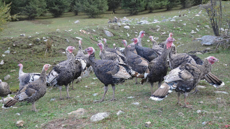 Understanding Wild Turkey Habitat Preferences, Prime Locations in the Eastern United States, Western Turkey Spotting Opportunities, Midwestern Turkey Territories, Southern Turkey Hotspots, Urban and Suburban Turkey Encounters, Seasonal Considerations for Turkey Spotting, Public Lands Access for Turkey Viewing, Turkey Spotting Techniques and Tips, Ethical Considerations When Viewing Wild Turkeys, Conservation Success and Current Challenges