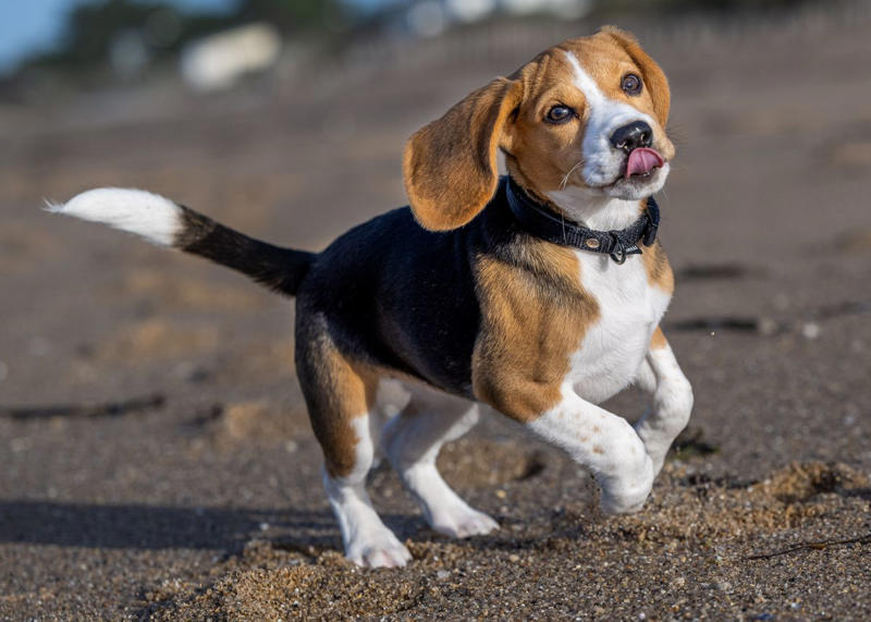19) Beagle 1) Dachshund, 2) Shiba Inu, 3) Golden Retriever, 4) Pembroke Welsh Corgi, 5) Pomeranian, 6) Siberian Husky, 7) Samoyed, 8) Toy Poodle, 9) Papillon, 10) Bichon Frisé, 11) Newfoundland, 12) Chow-chow, 13) Maltipoo, 14) Border Collie, 16) Shih Tzu, 17) Australian Shepherd, 18) American Staffordshire Terrier, 19) Beagle, 20) Shetland Sheepdog, 21) Yorkshire Terrier, 22) French Bulldog, 23) English Setter, 24) Bernese Mountain Dog, 25) Dalmatian, 27) Cairn Terrier, 29) Soft Coated Wheaten Terrier, 30) Welsh Springer Spaniel, 31) Cocker Spaniel, 32) Brittany, 33) Basenji, 34) Bearded Collie, 35) Great Dane