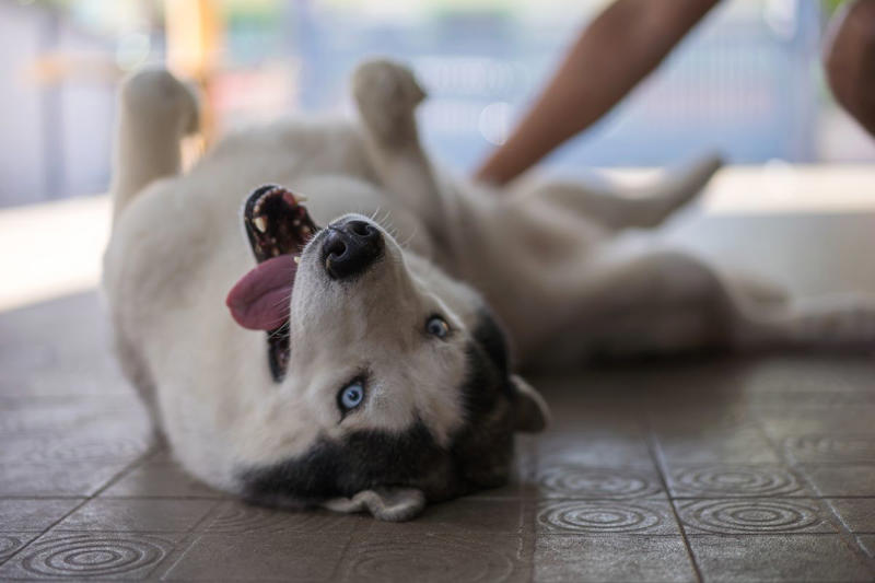 6) Siberian Husky 1) Dachshund, 2) Shiba Inu, 3) Golden Retriever, 4) Pembroke Welsh Corgi, 5) Pomeranian, 6) Siberian Husky, 7) Samoyed, 8) Toy Poodle, 9) Papillon, 10) Bichon Frisé, 11) Newfoundland, 12) Chow-chow, 13) Maltipoo, 14) Border Collie, 16) Shih Tzu, 17) Australian Shepherd, 18) American Staffordshire Terrier, 19) Beagle, 20) Shetland Sheepdog, 21) Yorkshire Terrier, 22) French Bulldog, 23) English Setter, 24) Bernese Mountain Dog, 25) Dalmatian, 27) Cairn Terrier, 29) Soft Coated Wheaten Terrier, 30) Welsh Springer Spaniel, 31) Cocker Spaniel, 32) Brittany, 33) Basenji, 34) Bearded Collie, 35) Great Dane