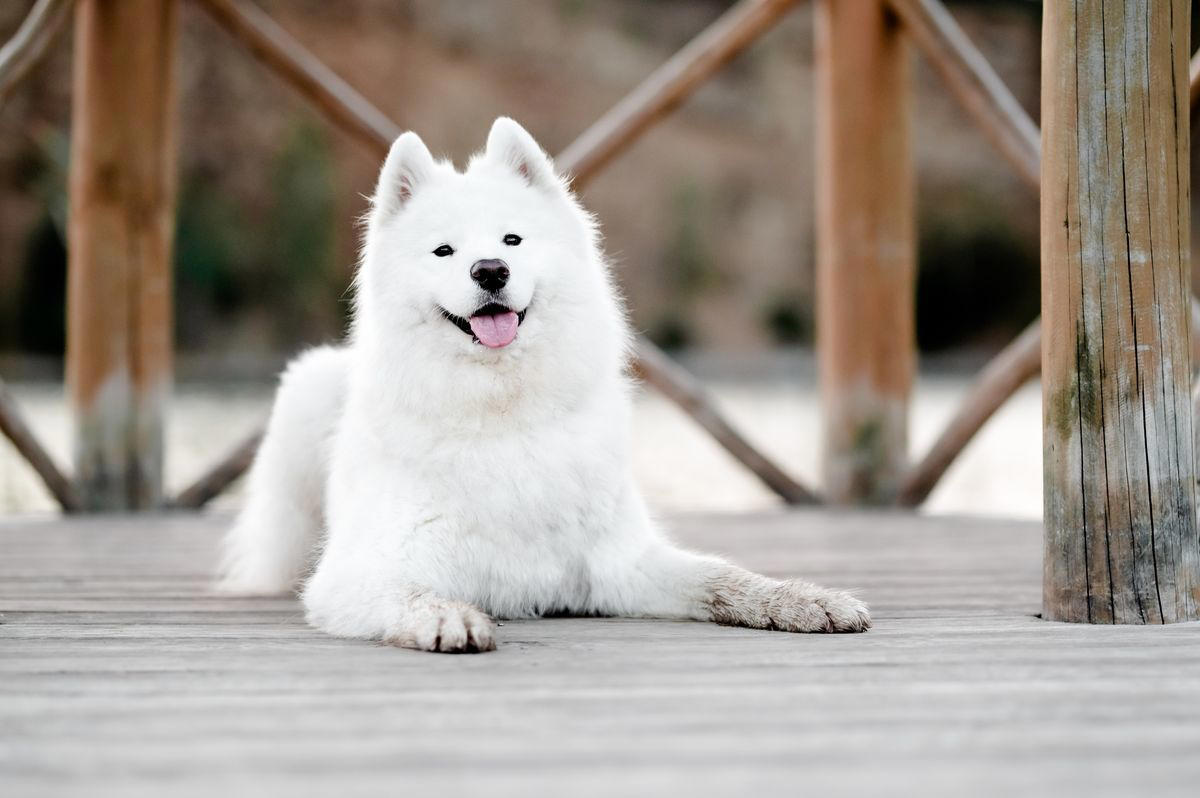 7) Samoyed 1) Dachshund, 2) Shiba Inu, 3) Golden Retriever, 4) Pembroke Welsh Corgi, 5) Pomeranian, 6) Siberian Husky, 7) Samoyed, 8) Toy Poodle, 9) Papillon, 10) Bichon Frisé, 11) Newfoundland, 12) Chow-chow, 13) Maltipoo, 14) Border Collie, 16) Shih Tzu, 17) Australian Shepherd, 18) American Staffordshire Terrier, 19) Beagle, 20) Shetland Sheepdog, 21) Yorkshire Terrier, 22) French Bulldog, 23) English Setter, 24) Bernese Mountain Dog, 25) Dalmatian, 27) Cairn Terrier, 29) Soft Coated Wheaten Terrier, 30) Welsh Springer Spaniel, 31) Cocker Spaniel, 32) Brittany, 33) Basenji, 34) Bearded Collie, 35) Great Dane