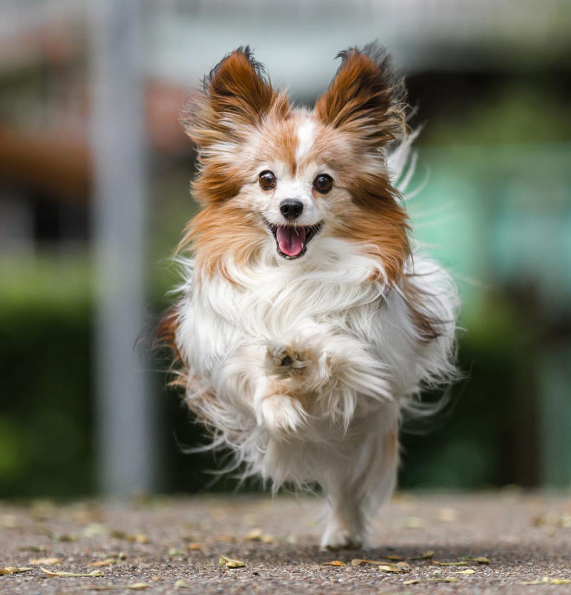 9) Papillon 1) Dachshund, 2) Shiba Inu, 3) Golden Retriever, 4) Pembroke Welsh Corgi, 5) Pomeranian, 6) Siberian Husky, 7) Samoyed, 8) Toy Poodle, 9) Papillon, 10) Bichon Frisé, 11) Newfoundland, 12) Chow-chow, 13) Maltipoo, 14) Border Collie, 16) Shih Tzu, 17) Australian Shepherd, 18) American Staffordshire Terrier, 19) Beagle, 20) Shetland Sheepdog, 21) Yorkshire Terrier, 22) French Bulldog, 23) English Setter, 24) Bernese Mountain Dog, 25) Dalmatian, 27) Cairn Terrier, 29) Soft Coated Wheaten Terrier, 30) Welsh Springer Spaniel, 31) Cocker Spaniel, 32) Brittany, 33) Basenji, 34) Bearded Collie, 35) Great Dane