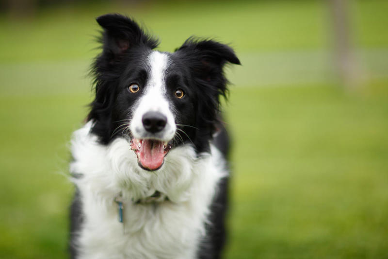 14) Border Collie 1) Dachshund, 2) Shiba Inu, 3) Golden Retriever, 4) Pembroke Welsh Corgi, 5) Pomeranian, 6) Siberian Husky, 7) Samoyed, 8) Toy Poodle, 9) Papillon, 10) Bichon Frisé, 11) Newfoundland, 12) Chow-chow, 13) Maltipoo, 14) Border Collie, 16) Shih Tzu, 17) Australian Shepherd, 18) American Staffordshire Terrier, 19) Beagle, 20) Shetland Sheepdog, 21) Yorkshire Terrier, 22) French Bulldog, 23) English Setter, 24) Bernese Mountain Dog, 25) Dalmatian, 27) Cairn Terrier, 29) Soft Coated Wheaten Terrier, 30) Welsh Springer Spaniel, 31) Cocker Spaniel, 32) Brittany, 33) Basenji, 34) Bearded Collie, 35) Great Dane