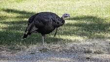 Understanding Wild Turkey Habitat Preferences, Prime Locations in the Eastern United States, Western Turkey Spotting Opportunities, Midwestern Turkey Territories, Southern Turkey Hotspots, Urban and Suburban Turkey Encounters, Seasonal Considerations for Turkey Spotting, Public Lands Access for Turkey Viewing, Turkey Spotting Techniques and Tips, Ethical Considerations When Viewing Wild Turkeys, Conservation Success and Current Challenges