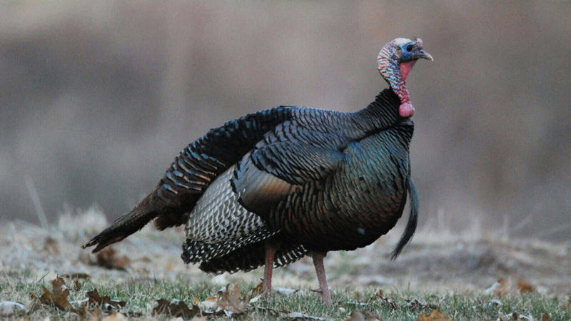 Understanding Wild Turkey Habitat Preferences, Prime Locations in the Eastern United States, Western Turkey Spotting Opportunities, Midwestern Turkey Territories, Southern Turkey Hotspots, Urban and Suburban Turkey Encounters, Seasonal Considerations for Turkey Spotting, Public Lands Access for Turkey Viewing, Turkey Spotting Techniques and Tips, Ethical Considerations When Viewing Wild Turkeys, Conservation Success and Current Challenges