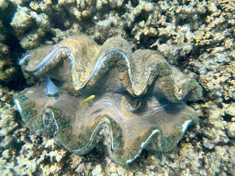 10. Sea Sponges, 9. Jellyfish, 8. Sea Stars, 7. Sea Urchins, 6. Corals, 5. Sea Cucumbers, 4. Clams, 3. Oysters, 2. Flatworms, 1. Hydra