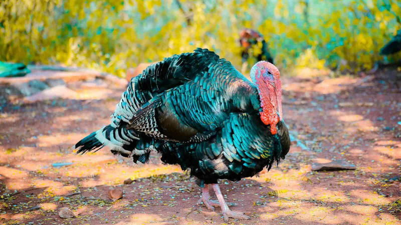Understanding Wild Turkey Habitat Preferences, Prime Locations in the Eastern United States, Western Turkey Spotting Opportunities, Midwestern Turkey Territories, Southern Turkey Hotspots, Urban and Suburban Turkey Encounters, Seasonal Considerations for Turkey Spotting, Public Lands Access for Turkey Viewing, Turkey Spotting Techniques and Tips, Ethical Considerations When Viewing Wild Turkeys, Conservation Success and Current Challenges