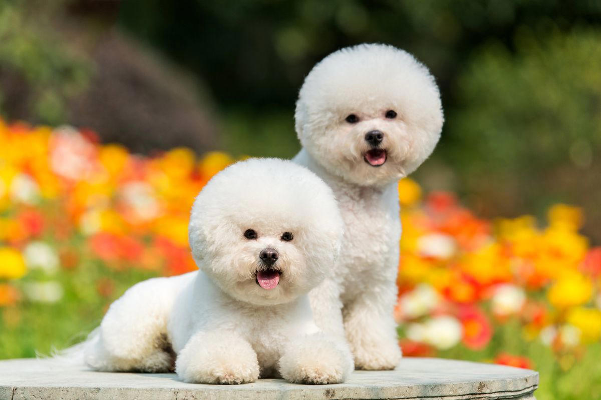 10) Bichon Frisé 1) Dachshund, 2) Shiba Inu, 3) Golden Retriever, 4) Pembroke Welsh Corgi, 5) Pomeranian, 6) Siberian Husky, 7) Samoyed, 8) Toy Poodle, 9) Papillon, 10) Bichon Frisé, 11) Newfoundland, 12) Chow-chow, 13) Maltipoo, 14) Border Collie, 16) Shih Tzu, 17) Australian Shepherd, 18) American Staffordshire Terrier, 19) Beagle, 20) Shetland Sheepdog, 21) Yorkshire Terrier, 22) French Bulldog, 23) English Setter, 24) Bernese Mountain Dog, 25) Dalmatian, 27) Cairn Terrier, 29) Soft Coated Wheaten Terrier, 30) Welsh Springer Spaniel, 31) Cocker Spaniel, 32) Brittany, 33) Basenji, 34) Bearded Collie, 35) Great Dane