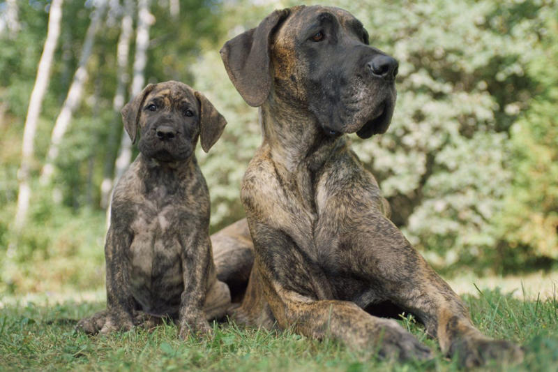 35) Great Dane 1) Dachshund, 2) Shiba Inu, 3) Golden Retriever, 4) Pembroke Welsh Corgi, 5) Pomeranian, 6) Siberian Husky, 7) Samoyed, 8) Toy Poodle, 9) Papillon, 10) Bichon Frisé, 11) Newfoundland, 12) Chow-chow, 13) Maltipoo, 14) Border Collie, 16) Shih Tzu, 17) Australian Shepherd, 18) American Staffordshire Terrier, 19) Beagle, 20) Shetland Sheepdog, 21) Yorkshire Terrier, 22) French Bulldog, 23) English Setter, 24) Bernese Mountain Dog, 25) Dalmatian, 27) Cairn Terrier, 29) Soft Coated Wheaten Terrier, 30) Welsh Springer Spaniel, 31) Cocker Spaniel, 32) Brittany, 33) Basenji, 34) Bearded Collie, 35) Great Dane
