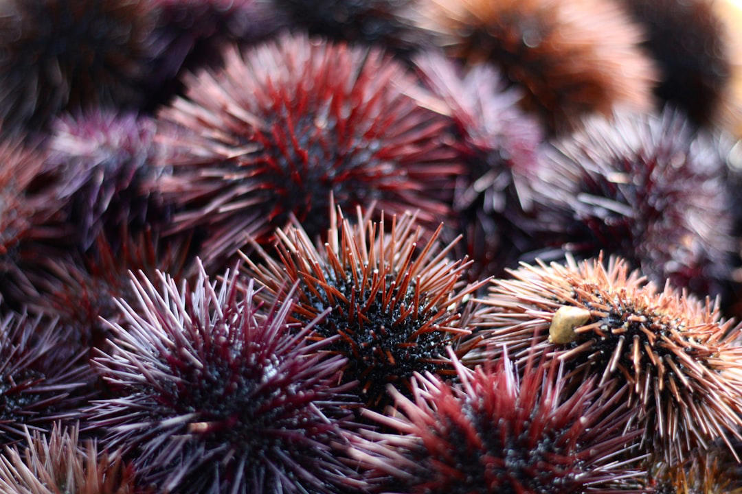 10. Sea Sponges, 9. Jellyfish, 8. Sea Stars, 7. Sea Urchins, 6. Corals, 5. Sea Cucumbers, 4. Clams, 3. Oysters, 2. Flatworms, 1. Hydra