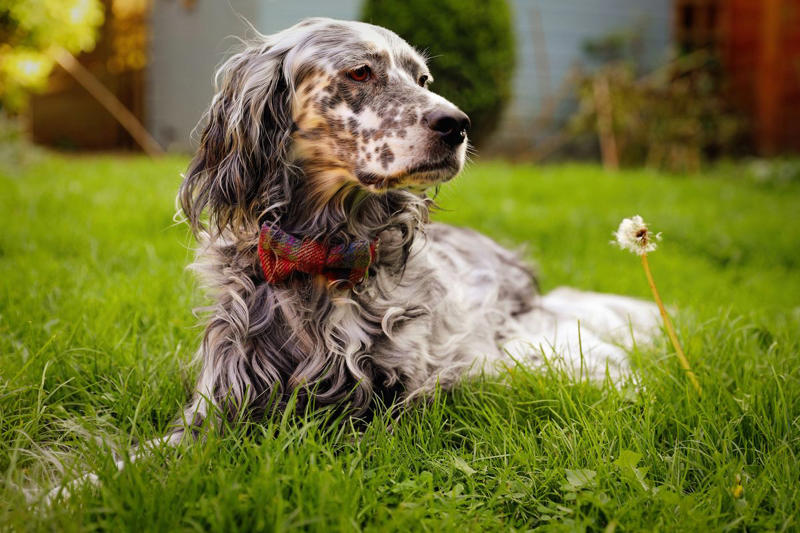 23) English Setter 1) Dachshund, 2) Shiba Inu, 3) Golden Retriever, 4) Pembroke Welsh Corgi, 5) Pomeranian, 6) Siberian Husky, 7) Samoyed, 8) Toy Poodle, 9) Papillon, 10) Bichon Frisé, 11) Newfoundland, 12) Chow-chow, 13) Maltipoo, 14) Border Collie, 16) Shih Tzu, 17) Australian Shepherd, 18) American Staffordshire Terrier, 19) Beagle, 20) Shetland Sheepdog, 21) Yorkshire Terrier, 22) French Bulldog, 23) English Setter, 24) Bernese Mountain Dog, 25) Dalmatian, 27) Cairn Terrier, 29) Soft Coated Wheaten Terrier, 30) Welsh Springer Spaniel, 31) Cocker Spaniel, 32) Brittany, 33) Basenji, 34) Bearded Collie, 35) Great Dane