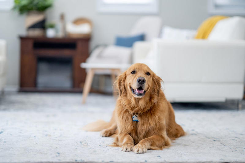 3) Golden Retriever 1) Dachshund, 2) Shiba Inu, 3) Golden Retriever, 4) Pembroke Welsh Corgi, 5) Pomeranian, 6) Siberian Husky, 7) Samoyed, 8) Toy Poodle, 9) Papillon, 10) Bichon Frisé, 11) Newfoundland, 12) Chow-chow, 13) Maltipoo, 14) Border Collie, 16) Shih Tzu, 17) Australian Shepherd, 18) American Staffordshire Terrier, 19) Beagle, 20) Shetland Sheepdog, 21) Yorkshire Terrier, 22) French Bulldog, 23) English Setter, 24) Bernese Mountain Dog, 25) Dalmatian, 27) Cairn Terrier, 29) Soft Coated Wheaten Terrier, 30) Welsh Springer Spaniel, 31) Cocker Spaniel, 32) Brittany, 33) Basenji, 34) Bearded Collie, 35) Great Dane