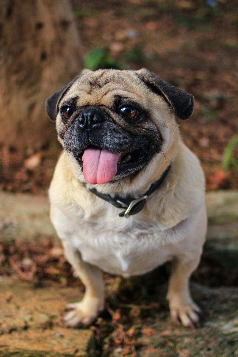 15) Pug 1) Dachshund, 2) Shiba Inu, 3) Golden Retriever, 4) Pembroke Welsh Corgi, 5) Pomeranian, 6) Siberian Husky, 7) Samoyed, 8) Toy Poodle, 9) Papillon, 10) Bichon Frisé, 11) Newfoundland, 12) Chow-chow, 13) Maltipoo, 14) Border Collie, 16) Shih Tzu, 17) Australian Shepherd, 18) American Staffordshire Terrier, 19) Beagle, 20) Shetland Sheepdog, 21) Yorkshire Terrier, 22) French Bulldog, 23) English Setter, 24) Bernese Mountain Dog, 25) Dalmatian, 27) Cairn Terrier, 29) Soft Coated Wheaten Terrier, 30) Welsh Springer Spaniel, 31) Cocker Spaniel, 32) Brittany, 33) Basenji, 34) Bearded Collie, 35) Great Dane