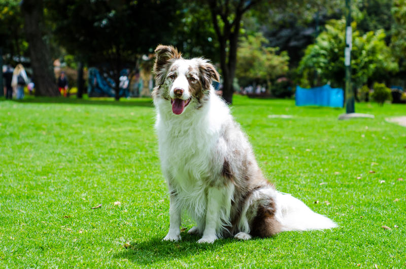 Border collie, German shepherd, Australian cattle dog, Golden retriever, Labrador retriever, Papillion, Miniature schnauzer, Australian shepherd