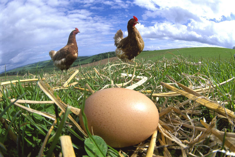 An eggs-periment, Launching eggs, Applying pressure, A surprising discovery, A stronger equator, Challenging assumptions, Packaging, Science experiments, Applications