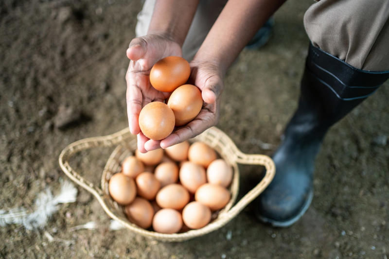 An eggs-periment, Launching eggs, Applying pressure, A surprising discovery, A stronger equator, Challenging assumptions, Packaging, Science experiments, Applications