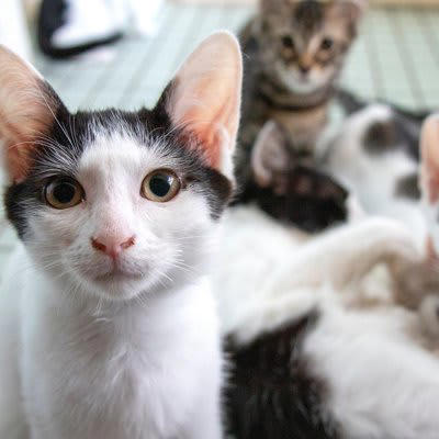 『売れ残ってしまった猫』はその後どうなるの？, 割引販売、価格の見直し, ブリーダーの繁殖猫、または引退猫として飼育, 保護団体への引き渡し、または里親募集, 殺処分（非常に稀なケースだがゼロではない）, 私たちができる3つのこと, 1.保護猫カフェや譲渡会に足を運ぶ, 2.成猫にも目を向ける, 3.責任ある終生飼育を行う