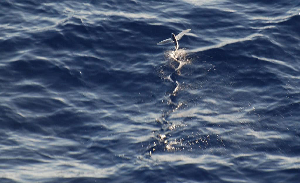 4. Flying Fish The Aerial Escapists The Evolutionary Marvel of Aerial Fish, Anatomy Built for Aerial Adventures, Record-Breaking Glides: Distance and Duration, The Mechanics of Fish Flight, Different Species, Different Flight Styles, The Science Behind Sustained Gliding, Ecological Significance and Predator Evasion, Human Interactions and Cultural Significance, Scientific Research and New Discoveries, Surprising Facts About Flying Fish