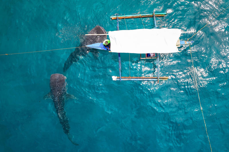 The world’s largest fish, Gentle giants, Global travelers, Open ocean wanderers, Slow to reproduce, Baby boom, Wide mouths, Gentle around divers, Protected worldwide, Mystery travelers, No natural predators (mostly), Built to heal
