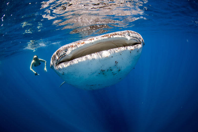 The world’s largest fish, Gentle giants, Global travelers, Open ocean wanderers, Slow to reproduce, Baby boom, Wide mouths, Gentle around divers, Protected worldwide, Mystery travelers, No natural predators (mostly), Built to heal