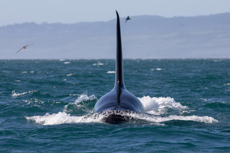 The world’s largest fish, Gentle giants, Global travelers, Open ocean wanderers, Slow to reproduce, Baby boom, Wide mouths, Gentle around divers, Protected worldwide, Mystery travelers, No natural predators (mostly), Built to heal