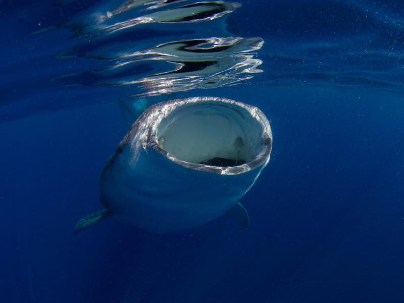 The world’s largest fish, Gentle giants, Global travelers, Open ocean wanderers, Slow to reproduce, Baby boom, Wide mouths, Gentle around divers, Protected worldwide, Mystery travelers, No natural predators (mostly), Built to heal