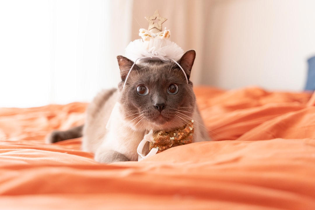 The Siamese: Blue-Eyed Emperors of Ancient Siam, The Persian: Velvet-Coated Aristocrats, The Abyssinian: Pharaoh’s Feline Favorite, The Maine Coon: Gentle Giants with Royal Ruffs, The Russian Blue: Czarina’s Secret, The Chartreux: France’s Furry Blue-Blood, The Turkish Angora: White Wonders of the Ottoman Empire, The Burmese: Regal Companions of Southeast Asia, The Scottish Fold: Aristocrats with an Adorable Twist, The Japanese Bobtail: Lucky Charms of the Imperial Court, The British Shorthair: The Queen’s Plump Protector, The Egyptian Mau: Spotted Royalty of the Nile, The Norwegian Forest Cat: Nordic Nobility on Four Paws, The Bengal: Wild Beauty, Living Luxury, The Ragdoll: Soft-Spoken Royalty with Heart, The Sphynx: Naked Nobility with a Cheeky Side, The Oriental Shorthair: The Drama Queen of the Cat Court, The Birman: Sacred Cats of Burma, The Himalayan: Glamorous Cousins of the Persian, The Turkish Van: The Swimming Aristocrat, The Korat: Thailand’s Good Luck Gift, The Savannah: The Exotic Aristocrat, The Ragamuffin: Cuddly Counts and Countesses, The Singapura: Petite Princesses of Asia, The American Shorthair: Colonial Nobility