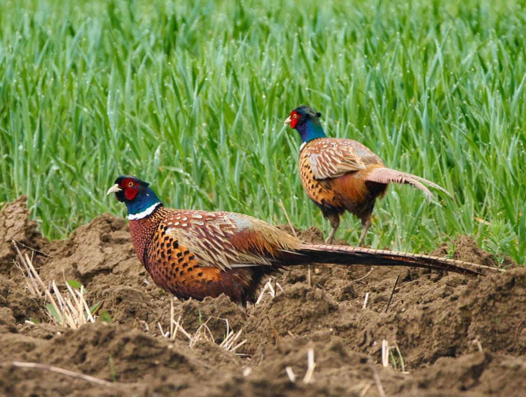 Pheasants Guinea Fowl, Pheasants, Ostriches, Partridges