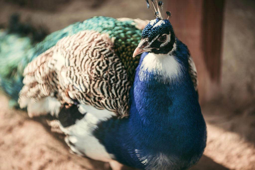 Peafowl Guinea Fowl, Pheasants, Ostriches, Partridges