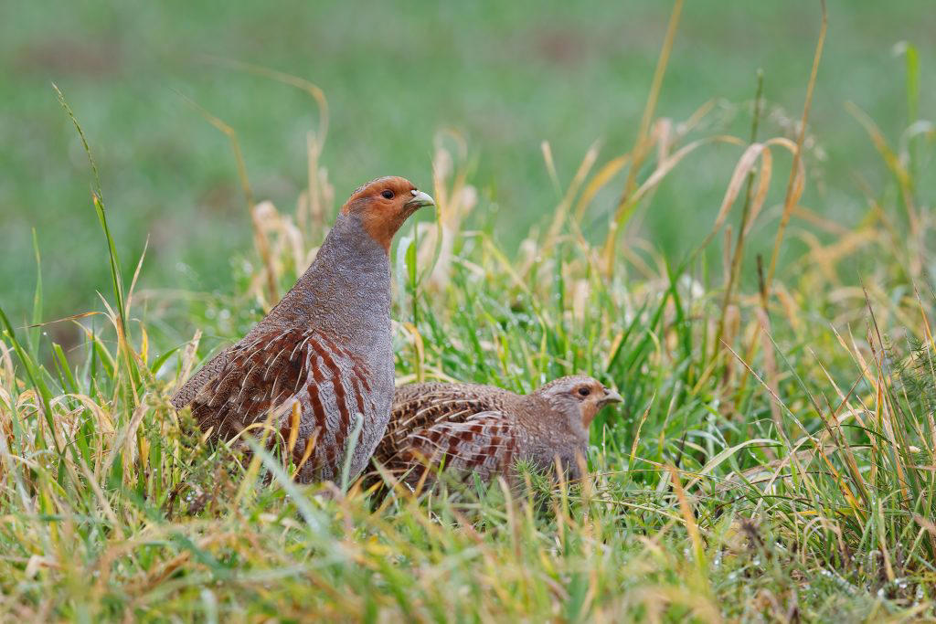 Partridges Guinea Fowl, Pheasants, Ostriches, Partridges