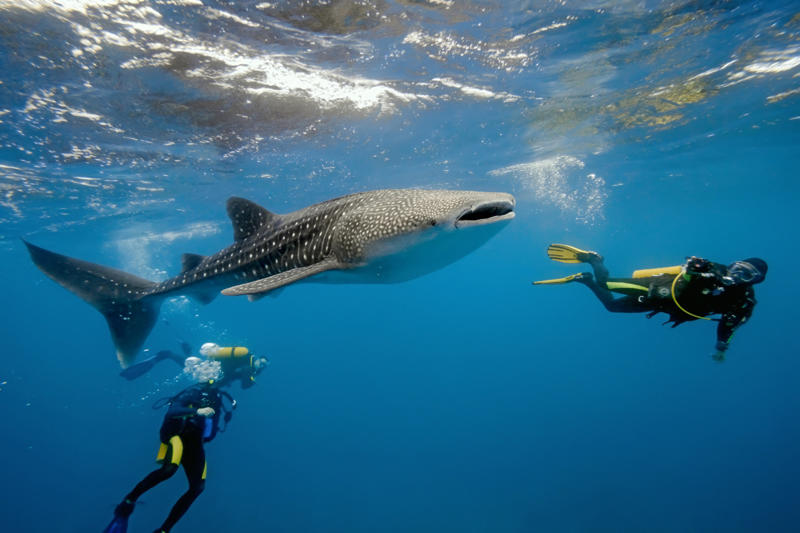 The world’s largest fish, Gentle giants, Global travelers, Open ocean wanderers, Slow to reproduce, Baby boom, Wide mouths, Gentle around divers, Protected worldwide, Mystery travelers, No natural predators (mostly), Built to heal