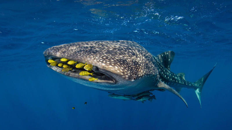 The world’s largest fish, Gentle giants, Global travelers, Open ocean wanderers, Slow to reproduce, Baby boom, Wide mouths, Gentle around divers, Protected worldwide, Mystery travelers, No natural predators (mostly), Built to heal