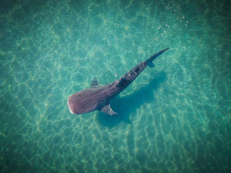 The world’s largest fish, Gentle giants, Global travelers, Open ocean wanderers, Slow to reproduce, Baby boom, Wide mouths, Gentle around divers, Protected worldwide, Mystery travelers, No natural predators (mostly), Built to heal