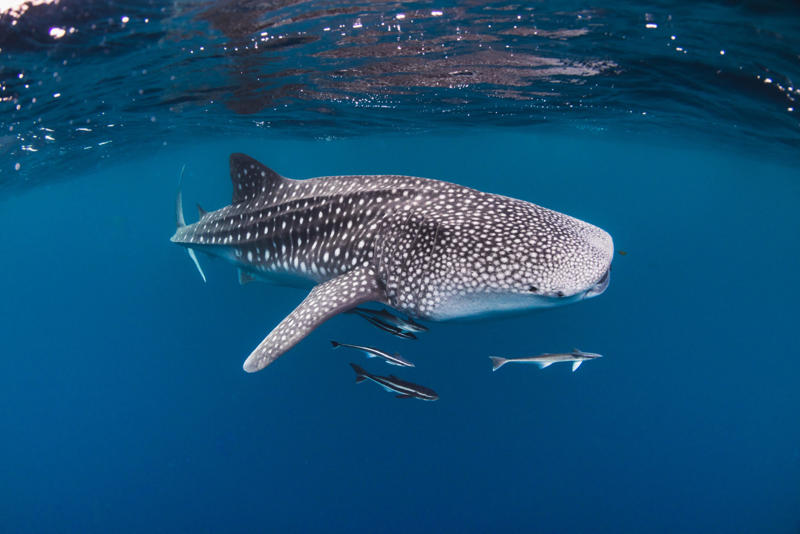 The world’s largest fish, Gentle giants, Global travelers, Open ocean wanderers, Slow to reproduce, Baby boom, Wide mouths, Gentle around divers, Protected worldwide, Mystery travelers, No natural predators (mostly), Built to heal