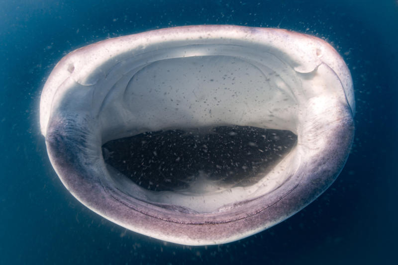 The world’s largest fish, Gentle giants, Global travelers, Open ocean wanderers, Slow to reproduce, Baby boom, Wide mouths, Gentle around divers, Protected worldwide, Mystery travelers, No natural predators (mostly), Built to heal
