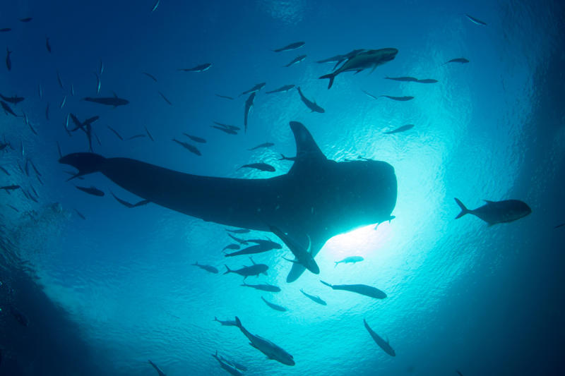 The world’s largest fish, Gentle giants, Global travelers, Open ocean wanderers, Slow to reproduce, Baby boom, Wide mouths, Gentle around divers, Protected worldwide, Mystery travelers, No natural predators (mostly), Built to heal