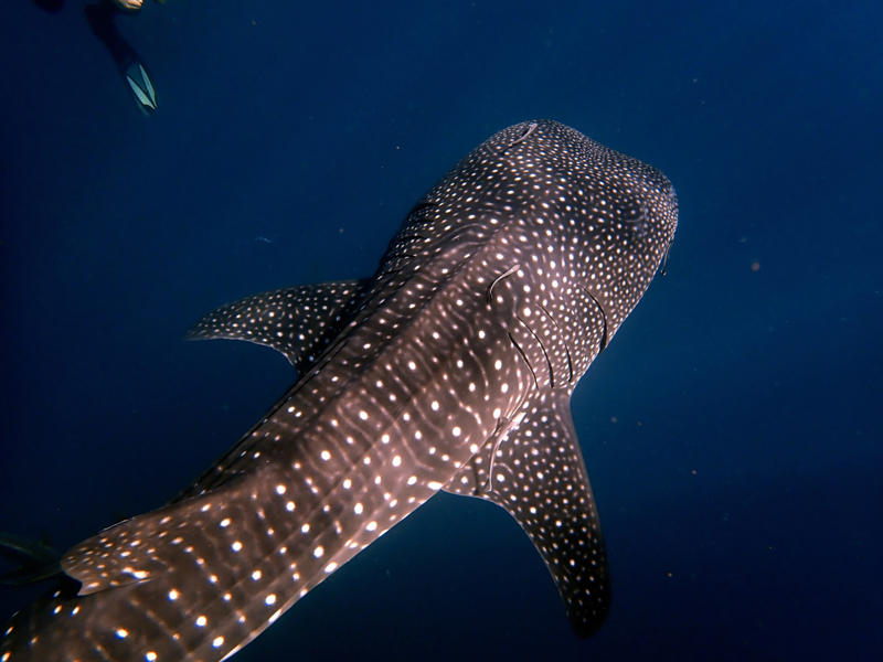 The world’s largest fish, Gentle giants, Global travelers, Open ocean wanderers, Slow to reproduce, Baby boom, Wide mouths, Gentle around divers, Protected worldwide, Mystery travelers, No natural predators (mostly), Built to heal