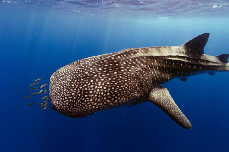 The world’s largest fish, Gentle giants, Global travelers, Open ocean wanderers, Slow to reproduce, Baby boom, Wide mouths, Gentle around divers, Protected worldwide, Mystery travelers, No natural predators (mostly), Built to heal