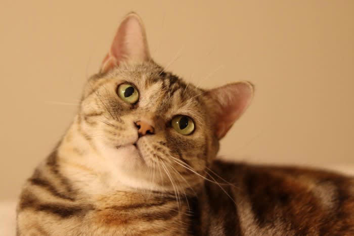 猫の褒め方1.ささやくように褒める, 猫の褒め方2.おやつをあげる, 猫の叱り方1.叱るときは天罰方式で, 猫の叱り方2.短い言葉ですぐに叱る