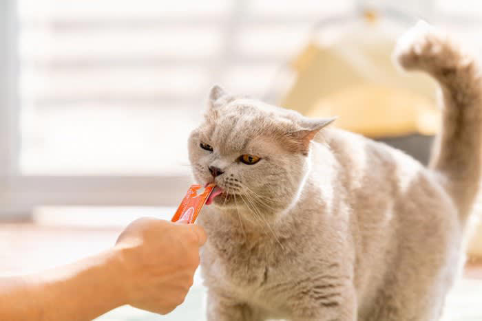 猫の褒め方1.ささやくように褒める, 猫の褒め方2.おやつをあげる, 猫の叱り方1.叱るときは天罰方式で, 猫の叱り方2.短い言葉ですぐに叱る